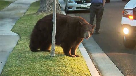 Are bears really a threat to humans in California?